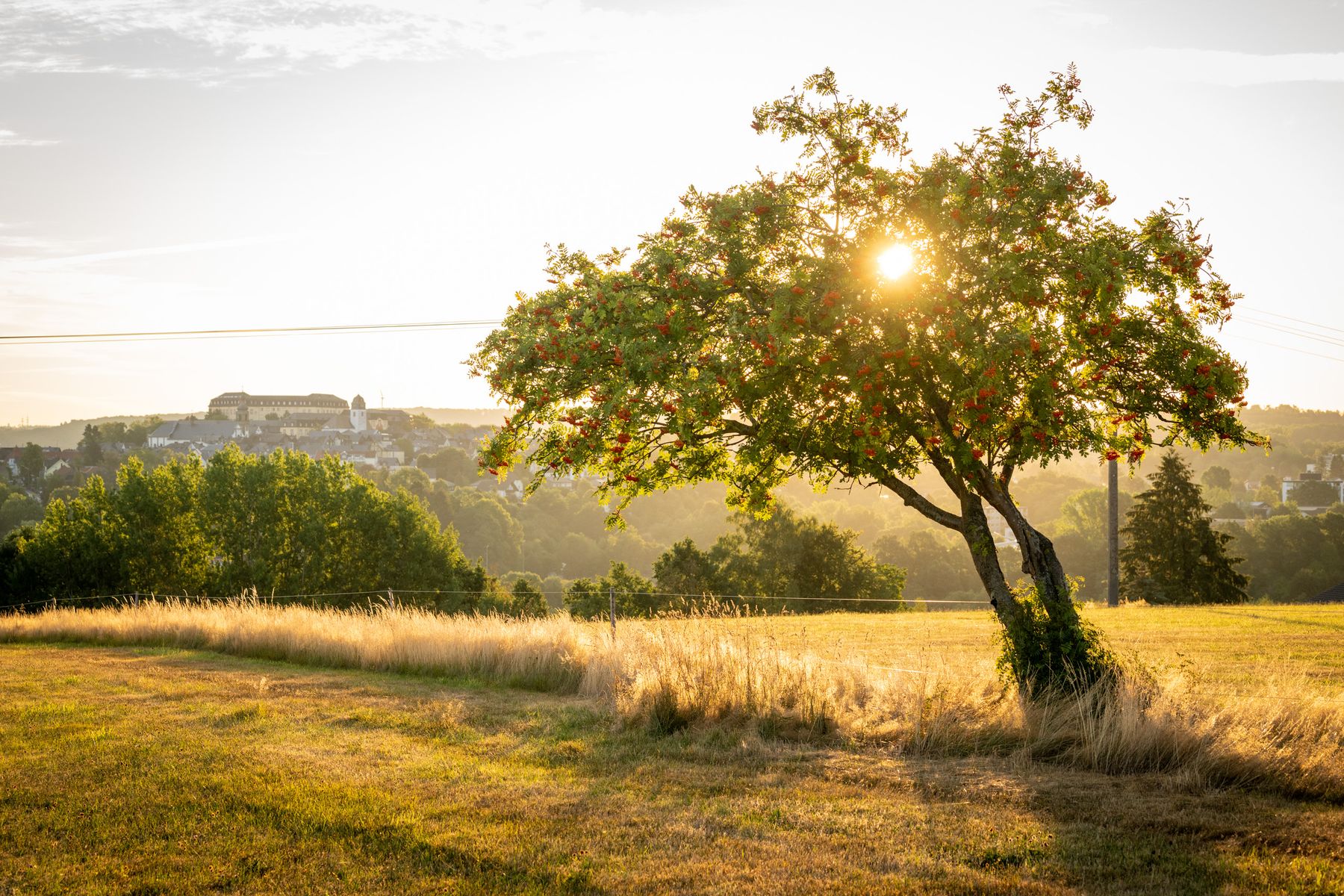 Ein Baum mit roten Beeren steht bei Sonnenuntergang auf einer Wiese, und das Sonnenlicht scheint durch seine Äste. Im Hintergrund sind weitere Bäume und ein entferntes Gebäude auf einem Hügel zu sehen.